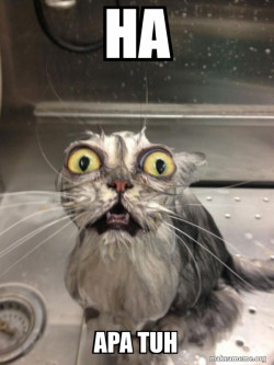 Cat bath