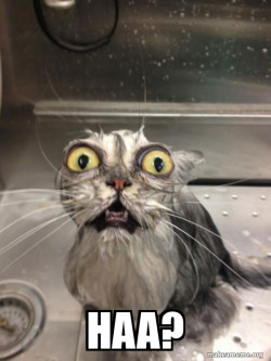 Cat bath