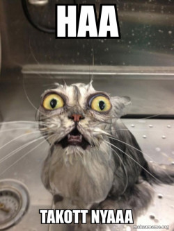 Cat bath