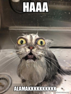 Cat bath
