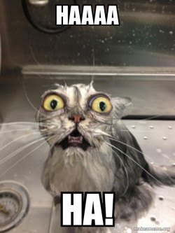 Cat bath