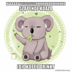 Aussie Koala doing the night shift