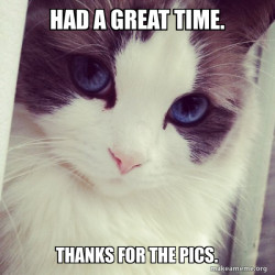 Ridiculously Photogenic Cat