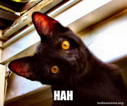 Overly Attached Cat