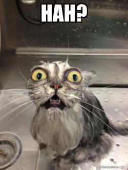 Cat bath