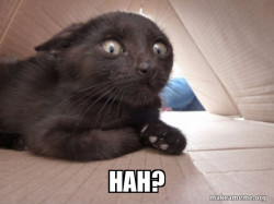 Schitzo Cat
