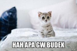 Cute Kitten