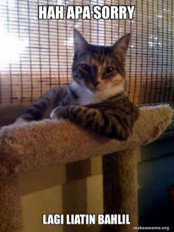 The Most Interesting Cat in the World