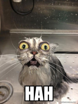 Cat bath