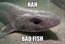 Dirty Joke Dogfish