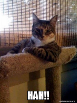 The Most Interesting Cat in the World