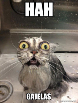 Cat bath