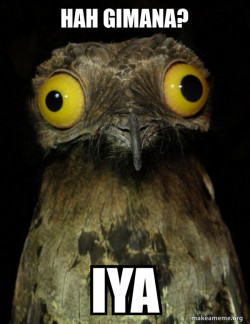 Weird Stuff I do Potoo