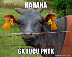 Hairless Cow
