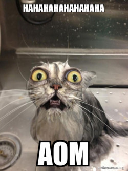 Cat bath