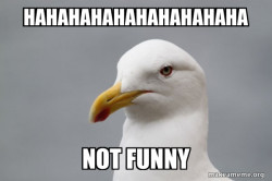 Stuff That Didn't Happen Seagull