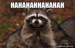 Evil Plotting Raccoon