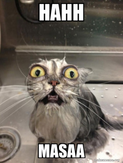 Cat bath