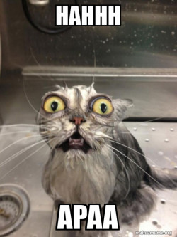 Cat bath