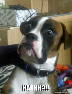 Skeptical Dog