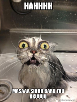 Cat bath