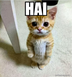 Cute Cat Standing