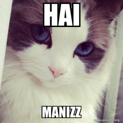 Ridiculously Photogenic Cat
