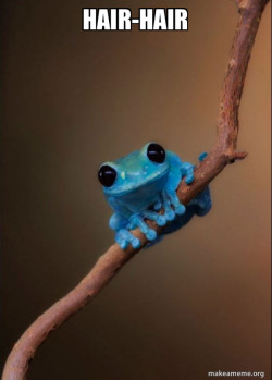 Small Fact Frog