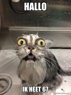 Cat bath