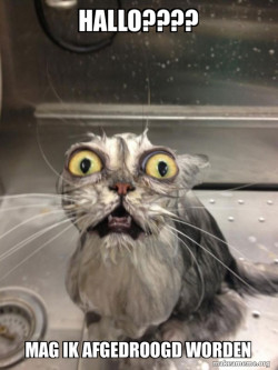 Cat bath