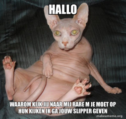 Hairless Cat