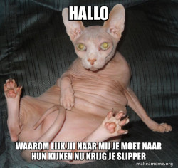 Hairless Cat