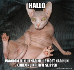 Hairless Cat