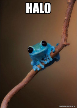 Small Fact Frog