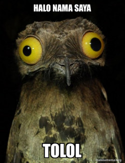 Weird Stuff I do Potoo