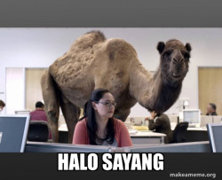 Hump Day Camel