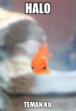 Grumpy Fish