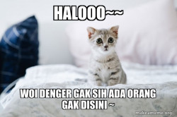 Cute Kitten