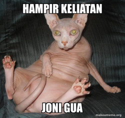 Hairless Cat