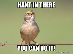 Common Opinion Sparrow