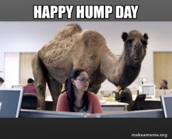 Hump Day Camel