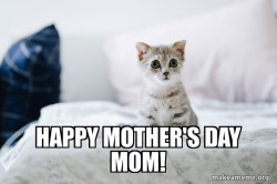 Cute Kitten