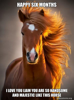 Ridiculously photogenic horse