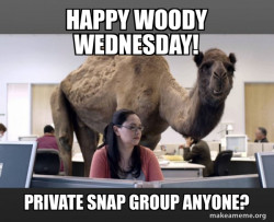 Hump Day Camel