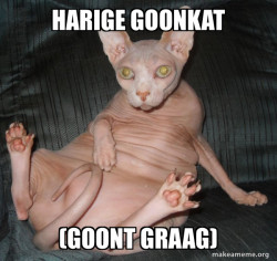Hairless Cat