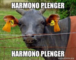 Hairless Cow