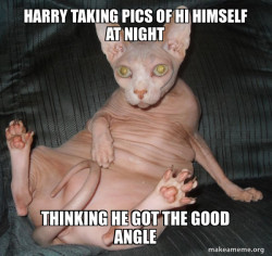 Hairless Cat