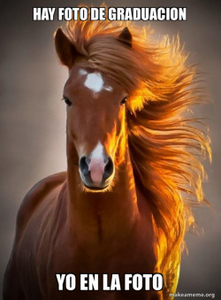 Ridiculously photogenic horse