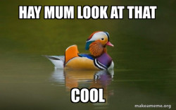 Fashionable Advice Mallard
