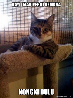 The Most Interesting Cat in the World